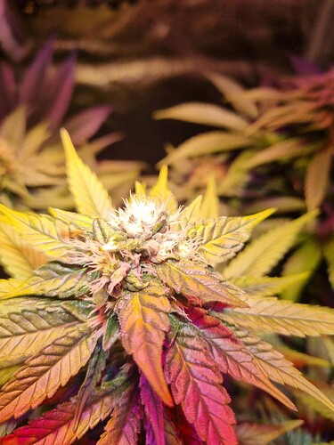 Growreport Bild 34