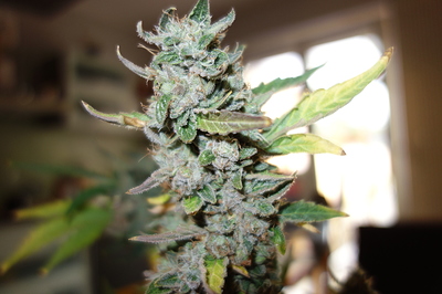 Growreport Bild 35