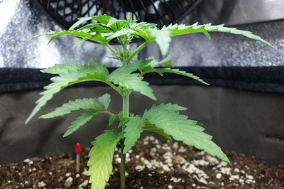 Eine junge Cannabispflanze im Sämlingsstadium mit mehreren Blattpaaren und beginnenden Vorblütenansätzen.