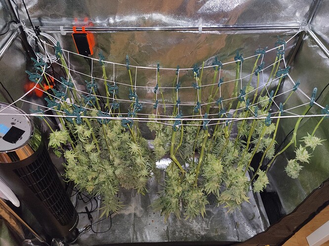 Growreport Bild 38