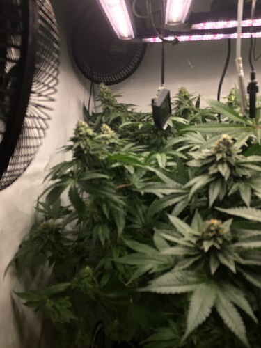 Growreport Bild 1