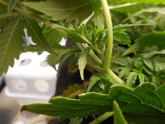Growreport Bild 3