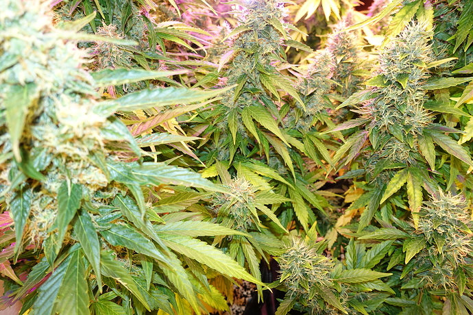 Growreport Bild 18