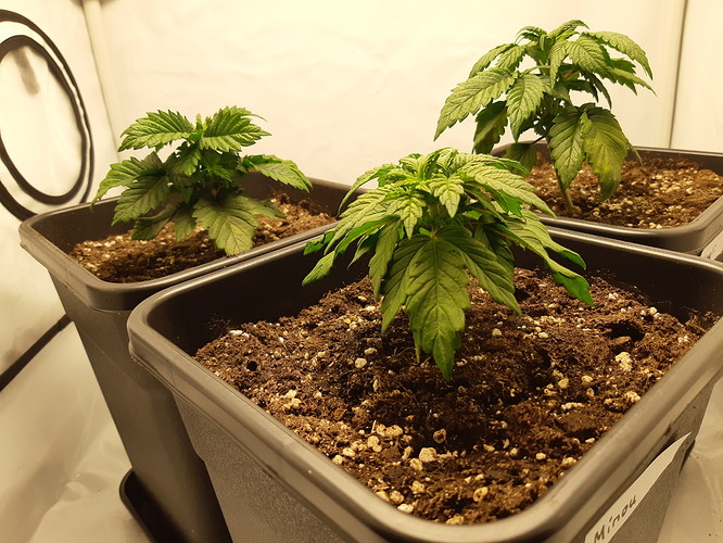 Growreport Bild 13