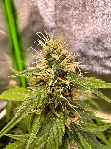 Growreport Bild 13