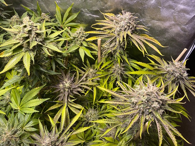 Growreport Bild 10