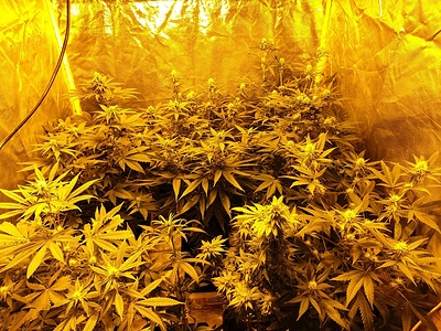 Growreport Bild 37