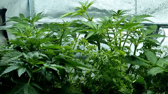 Growreport Bild 7