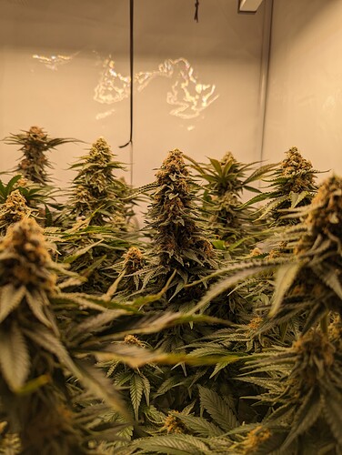 Growreport Bild 33