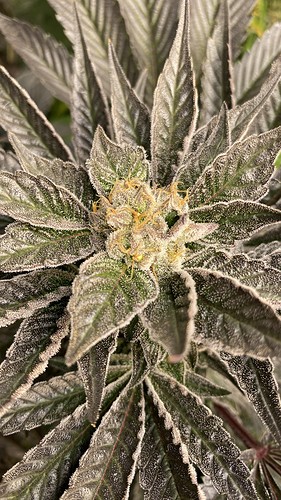 Growreport Bild 1