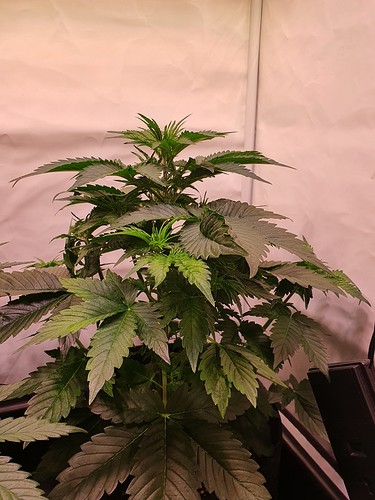 Growreport Bild 20
