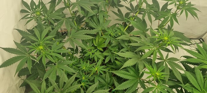 Growreport Bild 16