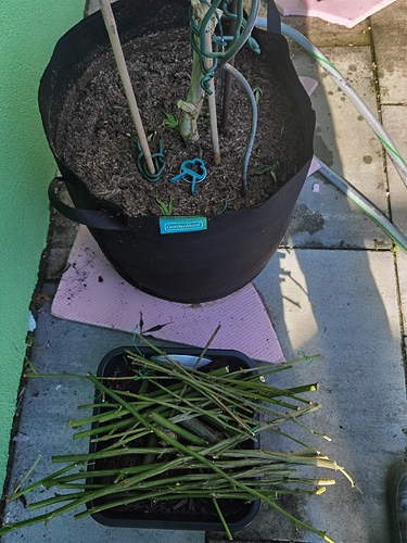 Growreport Bild 1