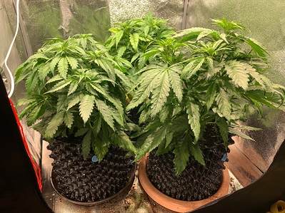 Growreport Bild 3