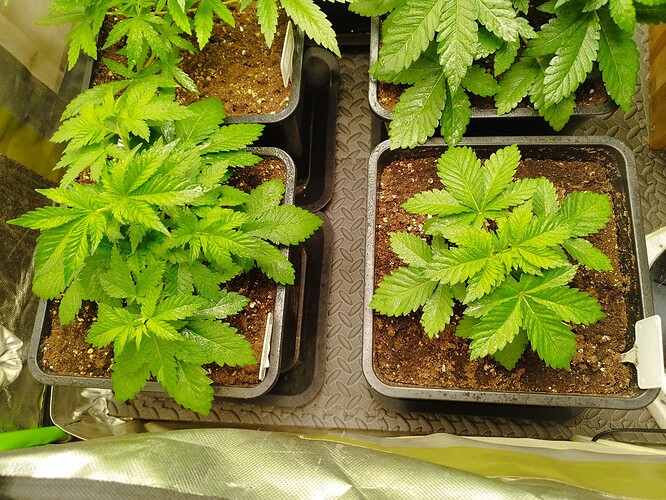 Growreport Bild 4