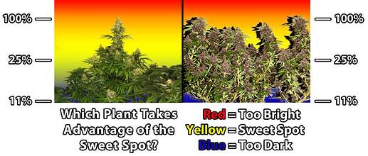 natural-vs-lst-cannabis-sweet-spot