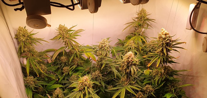 Growreport Bild 6