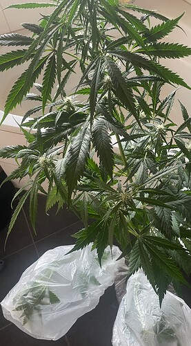 Growreport Bild 19