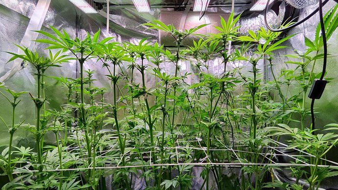 Growreport Bild 16