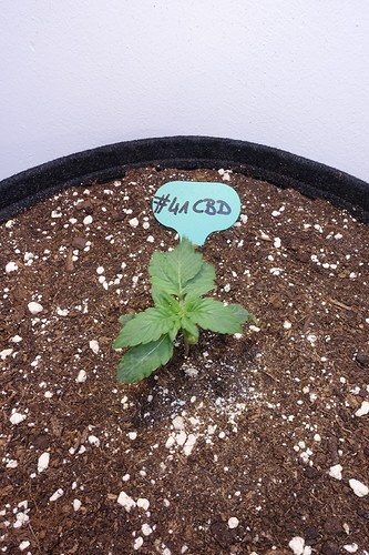 Growreport Bild 8