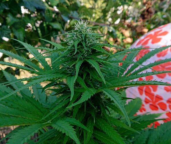 obscura1662029412973