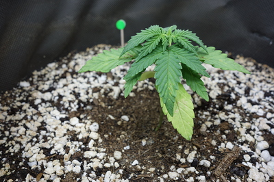 Ein junger Cannabissämling mit mehreren Blättern, von denen einige gelblich verfärbt sind, steht in einem Topf mit Erde und Perlit. Ein kleiner grüner Marker ist im Hintergrund zu sehen.