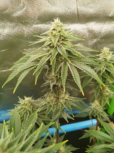 Growreport Bild 1