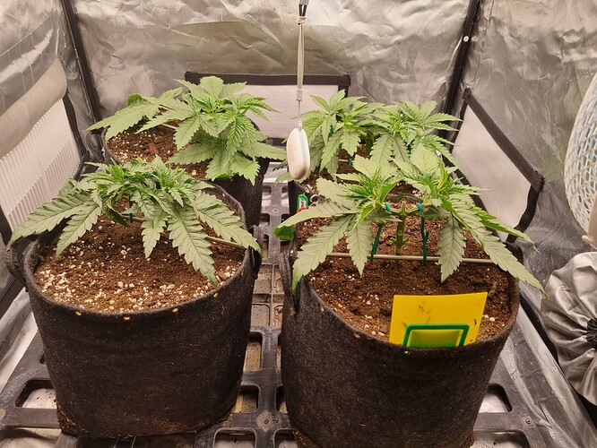 Growreport Bild 28