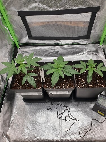 Growreport Bild 6