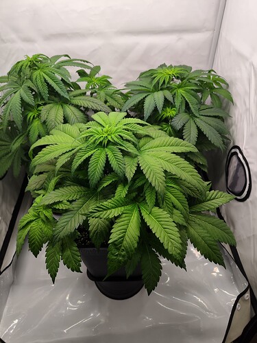 Growreport Bild 17