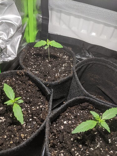 Growreport Bild 5