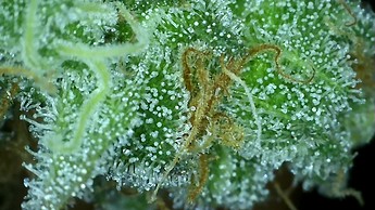Growreport Bild 23