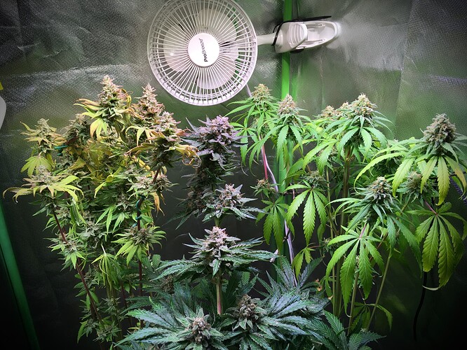 Growreport Bild 1
