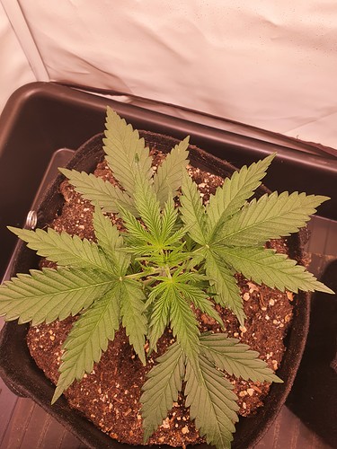 Growreport Bild 5