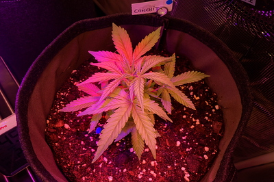 Ein junger Cannabissämling in einem Stofftopf unter LED-Beleuchtung, mit einem Namensschild "CONCHITA".