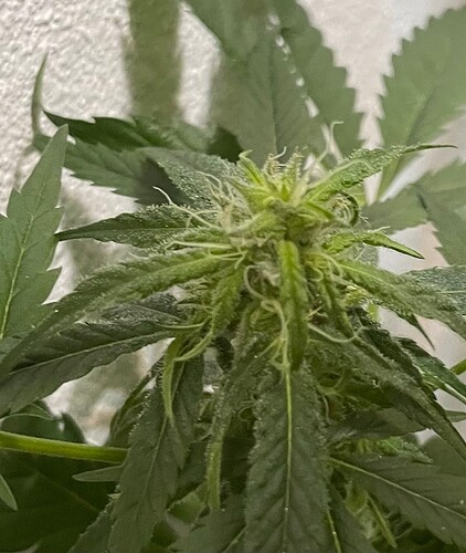 Growreport Bild 6