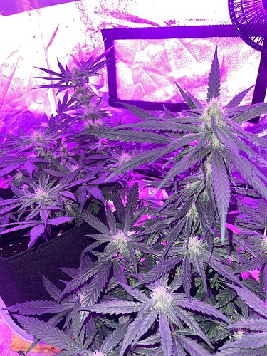Growreport Bild 7
