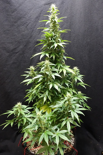 Growreport Bild 17