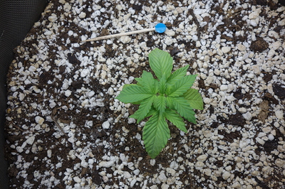 Ein junger Cannabis-Keimling mit mehreren Blättern in einem Topf mit Erde und Perlit.