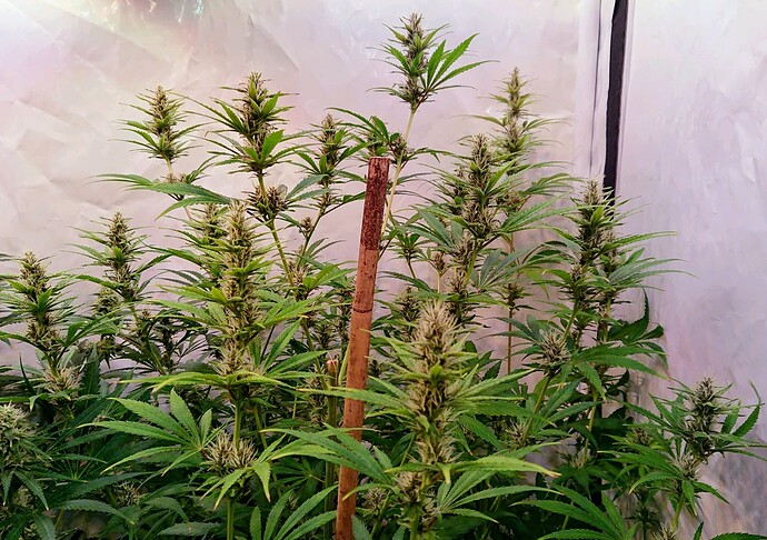 Growreport Bild 5