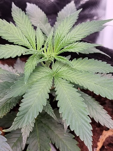 Growreport Bild 13