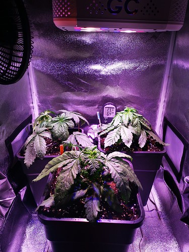 Growreport Bild 2