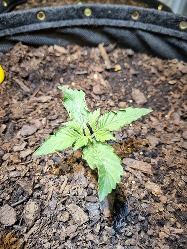 Growreport Bild 7