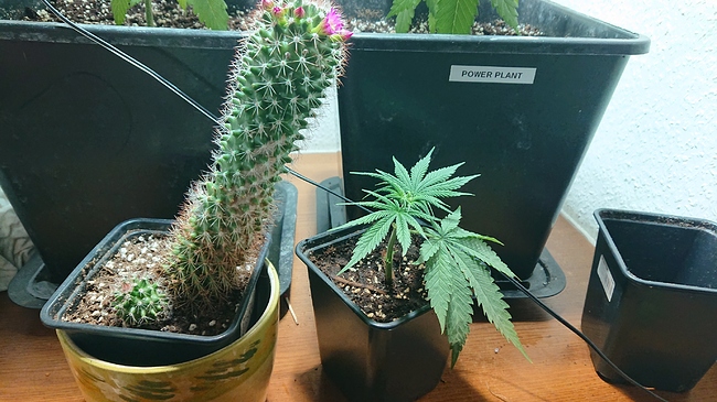 Growreport Bild 4