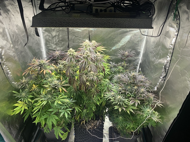 Growreport Bild 1