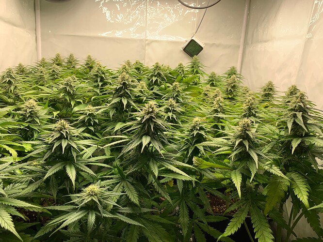 Growreport Bild 6