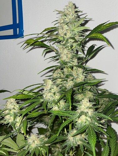 Growreport Bild 31