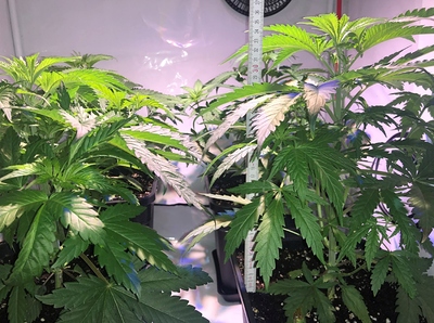 Growreport Bild 3
