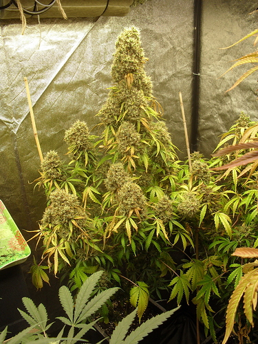 Growreport Bild 6