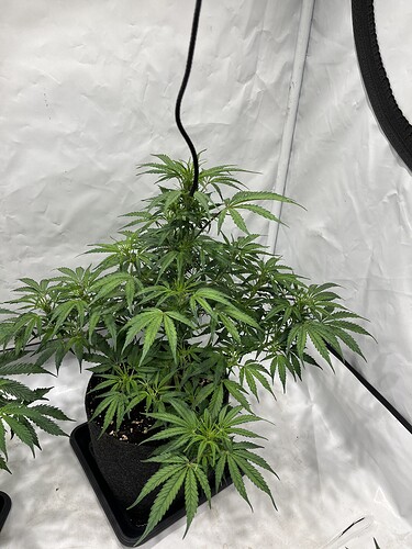 Growreport Bild 6